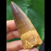 7,0 cm breiter dunkler Zahn des Spinosaurus