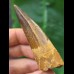 7,0 cm breiter dunkler Zahn des Spinosaurus