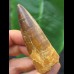 7,0 cm breiter dunkler Zahn des Spinosaurus