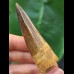7,0 cm breiter dunkler Zahn des Spinosaurus