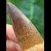 7,0 cm breiter dunkler Zahn des Spinosaurus