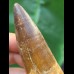 7,0 cm breiter dunkler Zahn des Spinosaurus