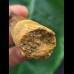 7,0 cm breiter dunkler Zahn des Spinosaurus