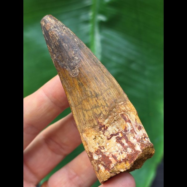 7,8 cm breiter Zahn des Spinosaurus