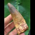 7,8 cm breiter Zahn des Spinosaurus