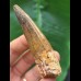 7,8 cm breiter Zahn des Spinosaurus
