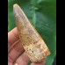 7,8 cm breiter Zahn des Spinosaurus