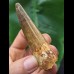 7,8 cm breiter Zahn des Spinosaurus