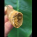 8.5 cm dark tooth of Spinosaurus