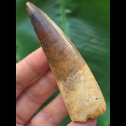 8,0 cm dunkler Zahn des Spinosaurus