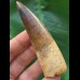 8,0 cm dunkler Zahn des Spinosaurus