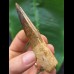 8,0 cm dunkler Zahn des Spinosaurus