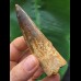 8,0 cm dunkler Zahn des Spinosaurus