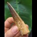8,0 cm dunkler Zahn des Spinosaurus