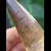 8,0 cm dunkler Zahn des Spinosaurus