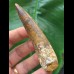 8,8 cm brauner Zahn des Spinosaurus