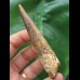 8,8 cm brauner Zahn des Spinosaurus