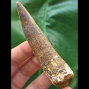 8,8 cm brauner Zahn des Spinosaurus
