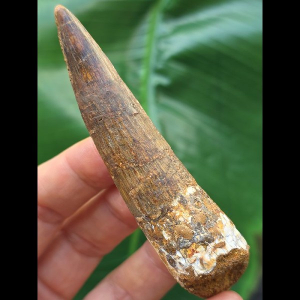 8,8 cm brauner Zahn des Spinosaurus