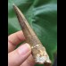 8,8 cm brauner Zahn des Spinosaurus