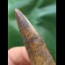 8,8 cm brauner Zahn des Spinosaurus