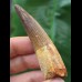 6.5 cm beautifully preserved tooth of Spinosaurus
