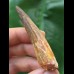 6.5 cm beautifully preserved tooth of Spinosaurus