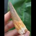 6.5 cm beautifully preserved tooth of Spinosaurus