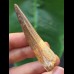 6.5 cm beautifully preserved tooth of Spinosaurus
