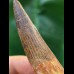 6.5 cm beautifully preserved tooth of Spinosaurus