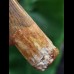 6.5 cm beautifully preserved tooth of Spinosaurus
