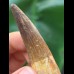 6.5 cm beautifully preserved tooth of Spinosaurus