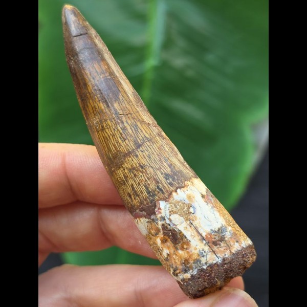 7,8 cm dunkler Zahn des Spinosaurus 