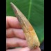 6.5 cm curved tooth of Spinosaurus