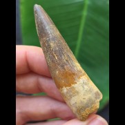 6,5 cm gebogener Zahn des Spinosaurus