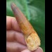 6,0 cm rotbrauner Zahn des Spinosaurus