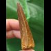 6.3 cm reddish-brown tooth of Carcharodontosaurus