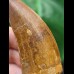 6.3 cm reddish-brown tooth of Carcharodontosaurus