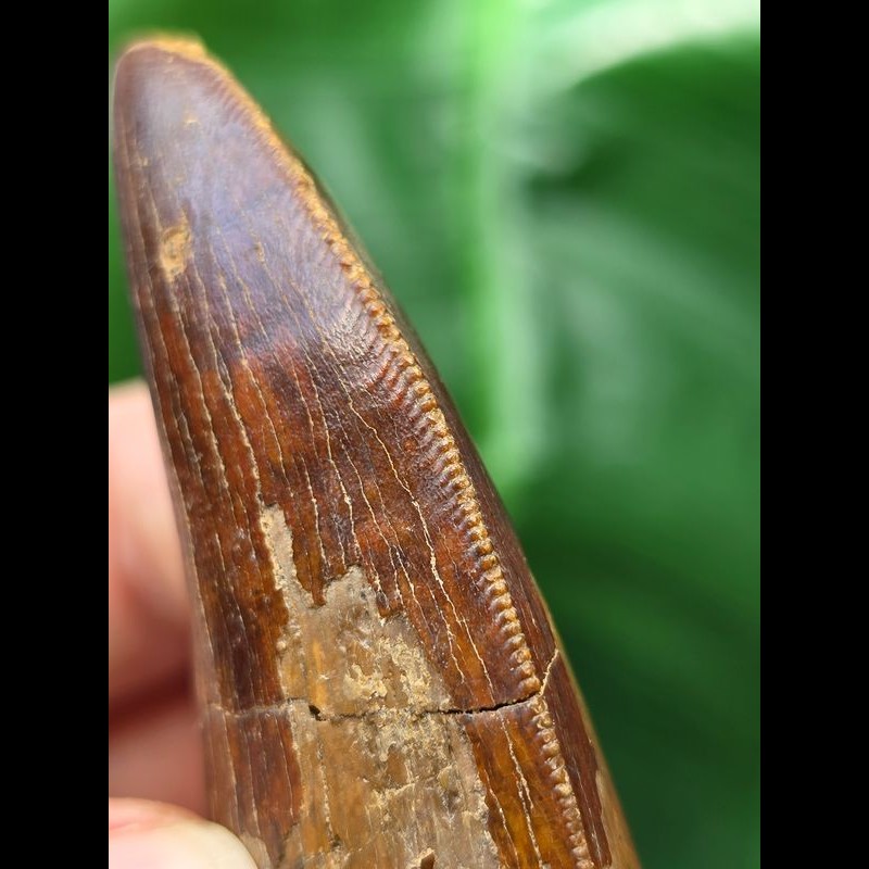 Sharp Tooth Name 7.1 cm large sharp tooth of Carcharodontosaurus saharicus [D