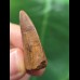 3,4 cm breiter Zahn des Carcharodontosaurus saharicus