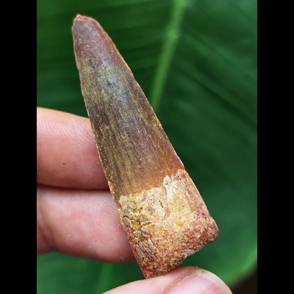 5.0 cm brown tooth of the Spinosaurus
