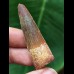 5.0 cm brown tooth of the Spinosaurus