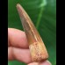 5.0 cm brown tooth of the Spinosaurus