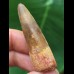 5.0 cm brown tooth of the Spinosaurus