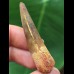 5.0 cm brown tooth of the Spinosaurus