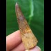 5,2 cm spitzer Zahn des Spinosaurus