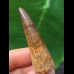5,2 cm spitzer Zahn des Spinosaurus