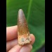 3,5 cm dunkler Zahn des Spinosaurus