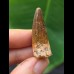 3,5 cm dunkler Zahn des Spinosaurus