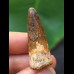 3,5 cm dunkler Zahn des Spinosaurus